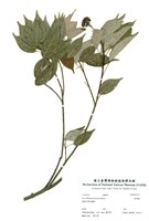 藏品(樟葉槭)的圖片